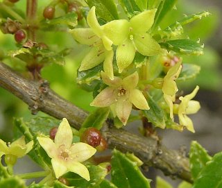 Flores de Rubia fruticosa