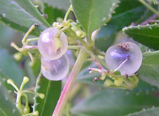 Frutos de Rubia fruticosa