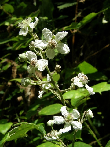 Rubus bollei