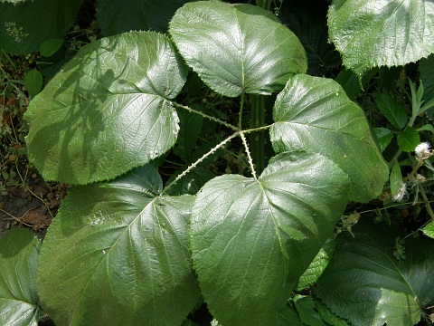 Hojas de Rubus bollei