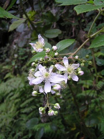 Rubus palmensis