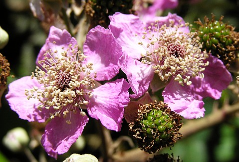 Rubus ulmifolius