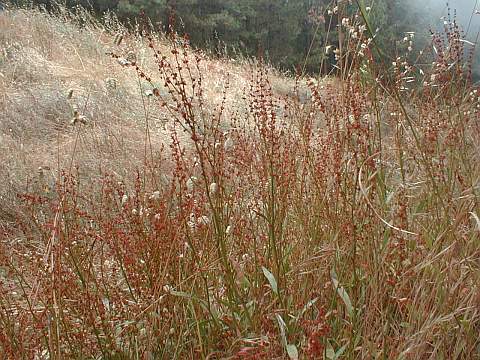 Rumex acetosella ssp.angiocarpus