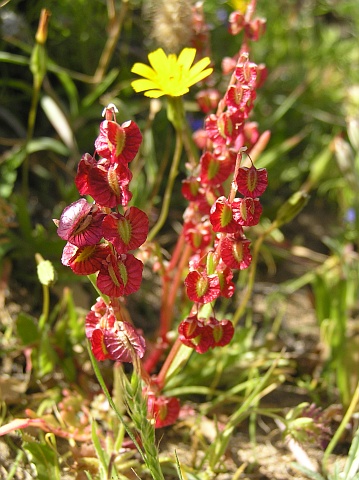 Rumex bipinnatus