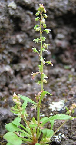 Rumex bucephalophorus