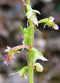 Inflorescencia de Rumex bucephalophorus