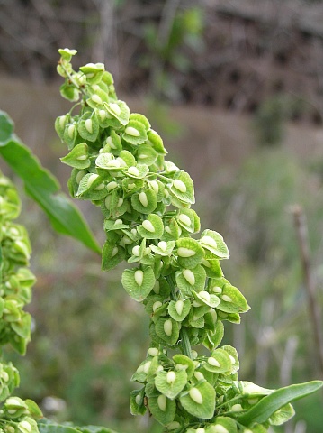 Rumex crispus