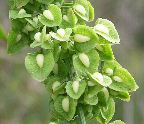 Frutos de Rumex crispus