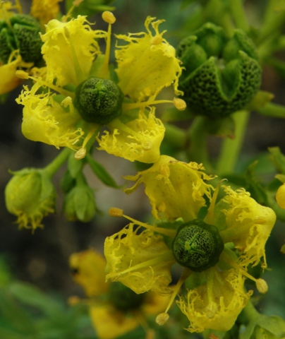 Flores de Ruta chalepensis