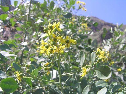 Ruta
          pinnata