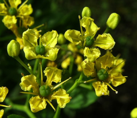 Flor y fruto de Ruta
          pinnata