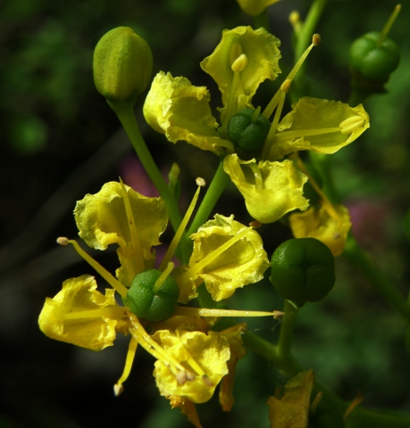 Flores de Ruta pinnata