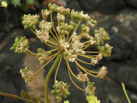 Frutos de Rutheopsis herbanica