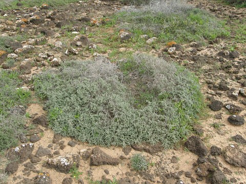 Salsola tetrandra