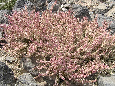 Salsola vermiculata