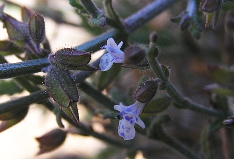 Salvia aegyptiaca