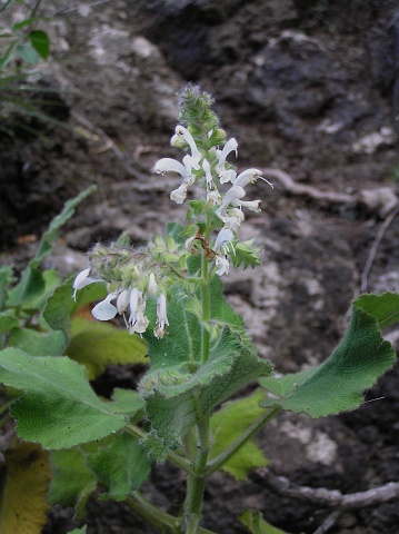 Salvia broussonetii