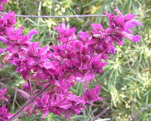 Salvia canariensis