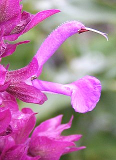 Flor de Salvia canariensis