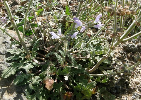 Salvia verbenaca