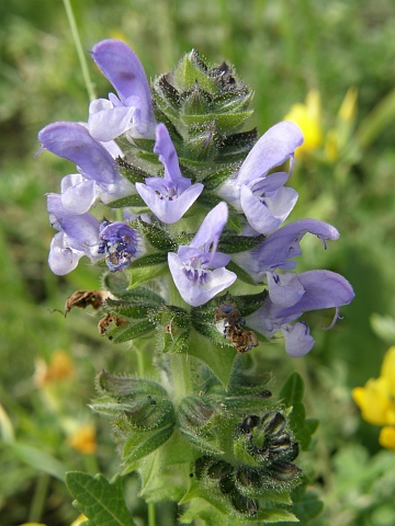 Salvia
            verbenaca