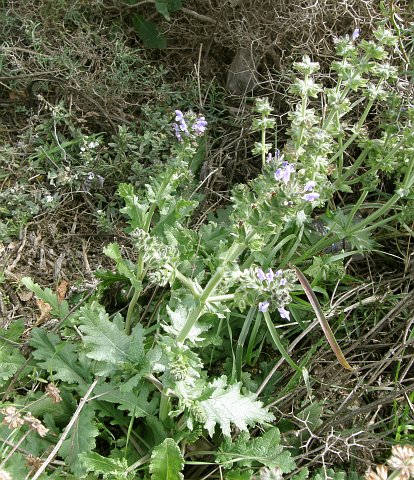 Salvia
            verbenaca