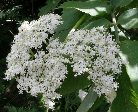 Sambucus palmensis