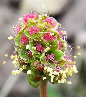 Sanguisorba megacarpa