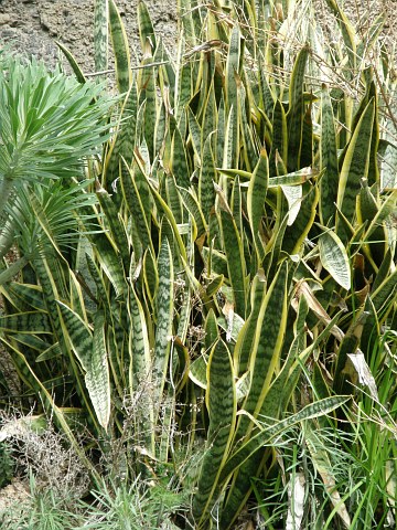 Sansevieria trifasciata