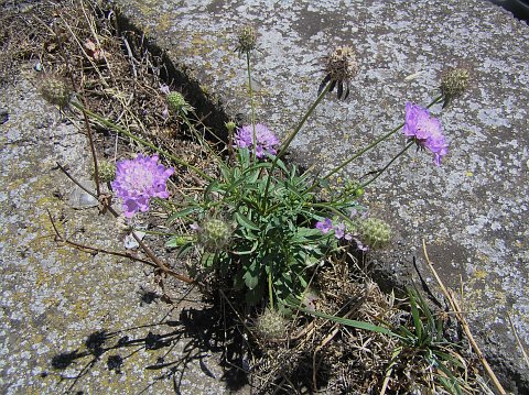 Scabiosa atropurpurea