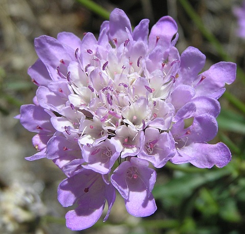 Inflorescencia de Scabiosa atropurpurea