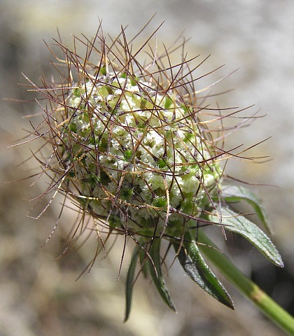 Frutos de Scabiosa atropurpurea