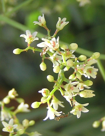 Flores de Schinus molle