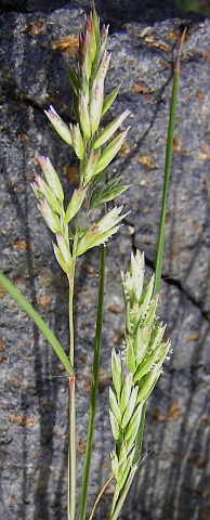 Espiguillas de Schismus barbatus