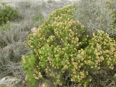 Schizogyne glaberrima