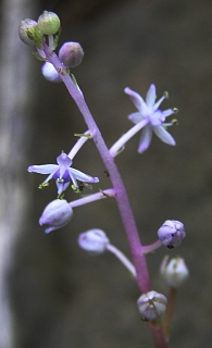 Scilla haemorrhoidalis