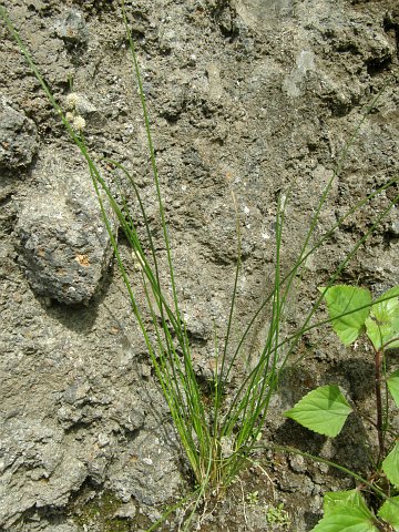 Scirpus holoschoenus