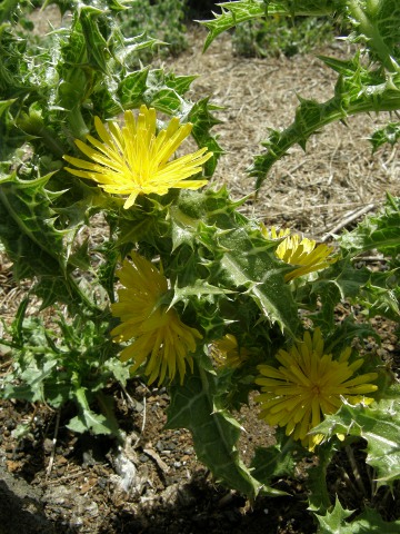 Scolymus grandiflorus