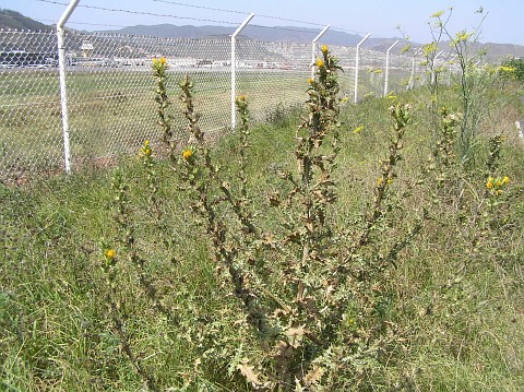 Scolymus hispanicus