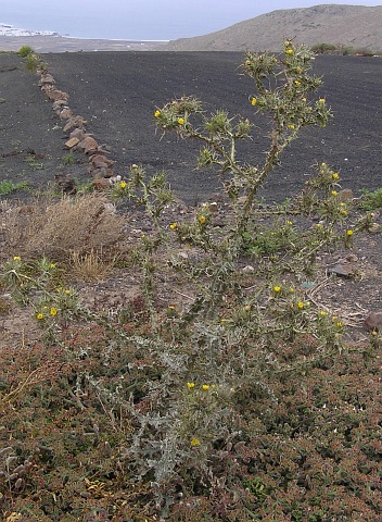 Scolymus maculatus