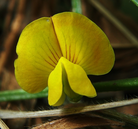 Scorpiurus vermiculatus