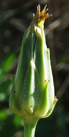 Scorzonera laciniata