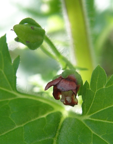 Scrophularia arguta