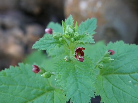 Scrophularia arguta