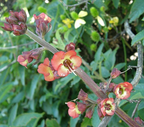 Scrophularia calliantha