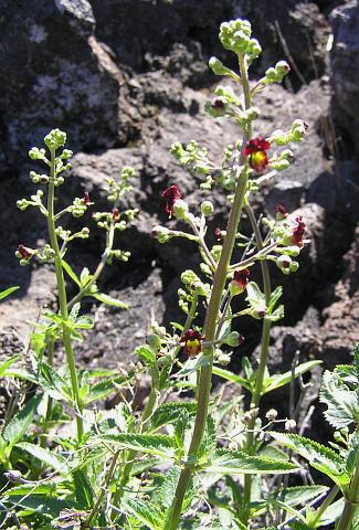 Scrophularia glabrata