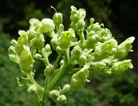 Scrophularia smithii ssp. smithii