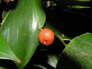 Fruto de Semele androgyna