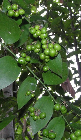 Frutos de Semele gayae