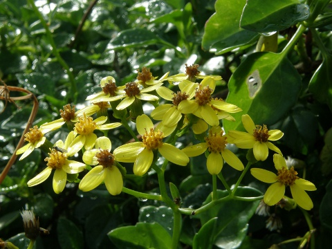 Senecio angulatus